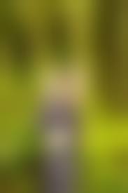 和服緊縛　竹緊縛画像|和装緊縛会