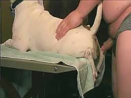Naked gay men anal sex in dirty zoophilia while on cam jpg x Men having sex with animals