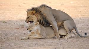 animalsex src|Home Visit To A Hungry Sex Animal Mansion That Has Not Had Sex For Decades  2 - EPORNER