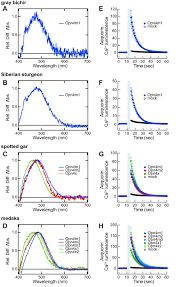 siberian mouses blowjob|A review of sebum in mammals in relation to skin diseases, skin function,  and the skin microbiome [PeerJ]