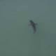 'You are paddleboarding next to approximately 15 great white sharks,' chopper tells Calif. beachgoers 