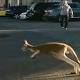 Kangaroo Bounces Away From Staten Island Home 