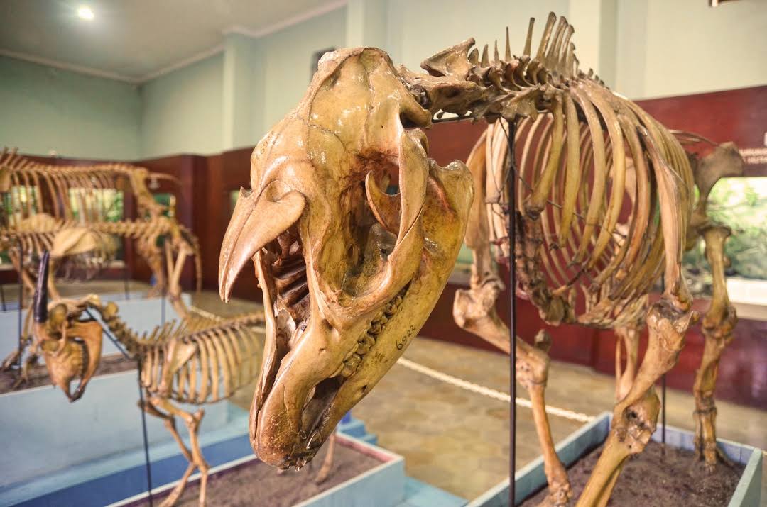 Museum of Zoology (Museum Zoologicum Bogoriense) image