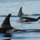 Scientists solve a whale of a mystery: Why orcas have menopause 