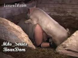 Boy vietnam fuck pig gaybeast rip zoophilia man jpg x Guy fucks pig