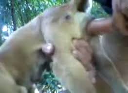 Man fucks animals jpg x Man fucks animals