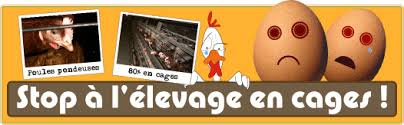 poule pondeuse