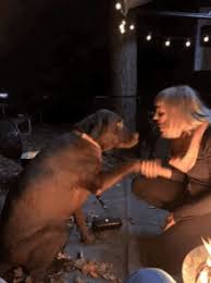 Dog house horny teen with big boobs skylar vox lures her stepdad to fuck her in front of her fans jpg x Teen fucks her dog