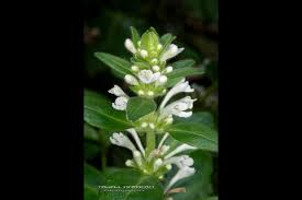 imouto.tv naked $|絶滅危惧種のシマカコソウの花 Endangered species Shima-kakosou (Ajuga boninsimae) flowers.  小笠原諸島の父島、母島、妹島に分布する多年生草本の固有種で個体数が非常に少なく野生下で最も絶滅の危機が高い絶滅危惧種ＩＡ類（ＣＲ）に指定されています。そして平成20  ...