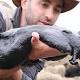 Just Look At This Freaking Giant Black Slug 