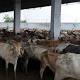 Eid al-Adha in India: Decoding the rationale behind sacrificing cows