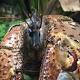 Don't mess with the coconut crab, one of the strongest pinchers on land 