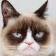 Grumpy Cat to walk red carpet at Tampa video premiere Tuesday 
