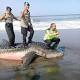 Viral 3 Oknum Polisi Berpose Injak Bangkai Hiu - RiauAktual.com (Sindiran) (Siaran Pers) (Blog)
