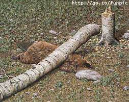 http://t3.gstatic.com/images?q=tbn:ANd9GcTQJ4Me8WC1gANYruR-pKEQ1kcqf6I0tIH0hyTlcA2pveI3Ibqi