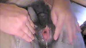 Thick penis man fucks beautiful white dog jpg x Man fucks animals