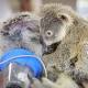 Baby koala bear hugs mum during life-saving surgery 