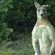 Really Buff Kangaroo Moves Into Brisbane Suburb, Flaunts Bulging Muscles 