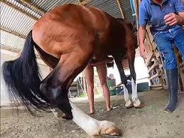Ced e horny horse fucks a man gaybeast com siterip jpg x Man fucked by horse