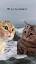 Los gatos: misteriosos compañeros con una rica historia ile ilgili video