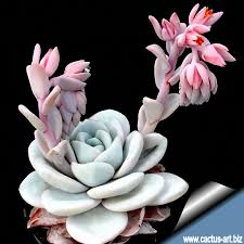 http://t3.gstatic.com/images?q=tbn:ANd9GcTUO8PNEppz8dzx6FRE4bNpcpNcsxHRC6HJGUc496Wj5xb3r7P0