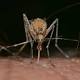 Vermont reports 1st human West Nile virus case since 2013 