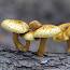 El Fascinante Mundo de los Fungi ile ilgili video