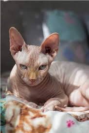 Hairless muschi|Just a hairy girl living in hairless world