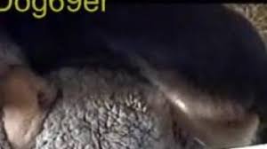 Sheep sex giving the ass to the man jpg x Guy fucks sheep