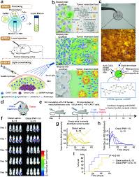 Han Chae-ah fakenude|Potential roles of hyaluronic acid in in vivo CAR T cell reprogramming for  cancer immunotherapy - Nanoscale (RSC Publishing) DOI:10.1039/D2NR05949E