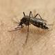 Rain brings concern of Zika threat in Fayetteville region 