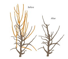 skinny mature spreading|Everything to Know About Growing Tall Fescue Grass