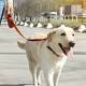 A Warning for Dogs, and Their Best Friends, in Study of Fertility 