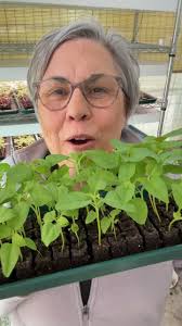 skinny mature spreading|Tomato Plants Problems You May Face and Their Solutions