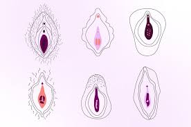 Hymen vagina|What Is The Hymen? - The Period Doctor