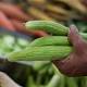 Cucumbers Recalled in Salmonella Outbreak 