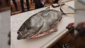 ぽっちゃりまぐろ物産| / X