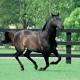 Octagonal dies aged 24 