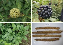 siberian mouse nude bath|Cell Therapy with Human Reprogrammed CD8+ T-Cells Has Antimetastatic  Effects on Lewis Lung Carcinoma in C57BL/6 Mice