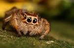 Image result for jumping spiders