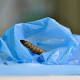 Watch: this very hungry caterpillar loves eating plastic bags, and it could help solve pollution woes 