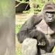 'We'd make the same decision,' zoo director says of gorilla shooting 