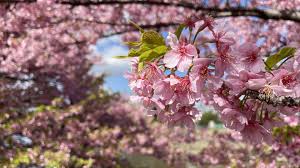 川津桜|河津観光HP » 河津桜まつり