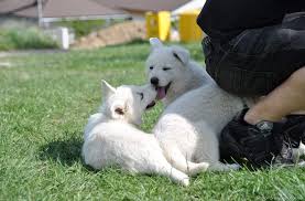 rajce.idnes.cz baby.65|HONDA VTR SP | Okruhové ježdění