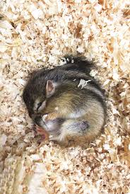 siberian mouses blowjob|Frontiers | Characterization of oxytocin and vasopressin receptors in the  Southern giant pouched rat and comparison to other rodents