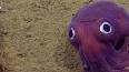 Les créatures marines les plus étranges et les plus fascinantes ile ilgili video