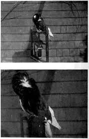 pure junior nudist littleyoung accidental pussy|The Outsider: A Novel: King, Stephen: 9781501180996: Amazon.com: Books