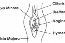hymen child|Hymenal Characteristics in Girls with and without a History of Sexual Abuse