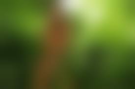 Tropical Cuties  Deli fuck|COMIC快楽天 2019年12月号 - Hamao/もじゃりん - アダルトマンガ・無料試し読みなら、電子書籍・コミックストア ブックライブ