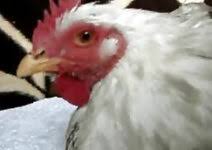 Chicken sex porn videos faphouse jpg x Chicken sex